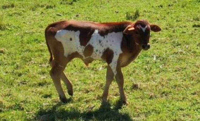 nguni 1