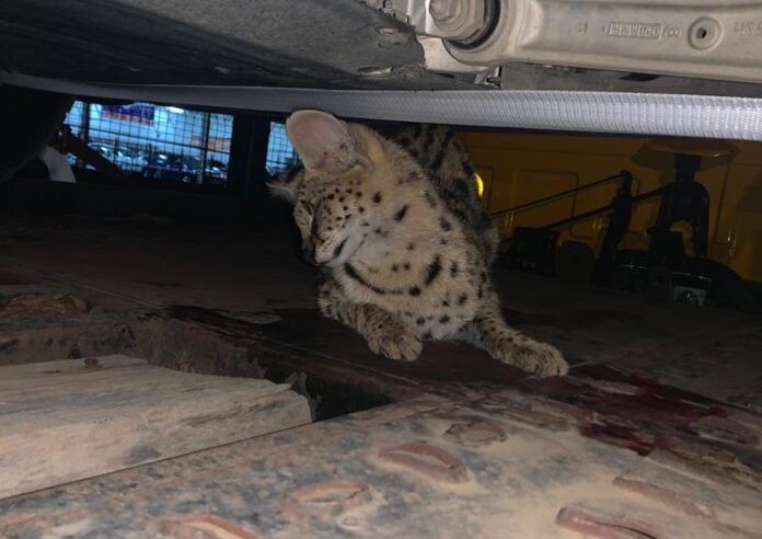 serval south africa wild cat serval south africa wild cat