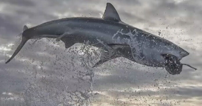 shark-breach-south-africa shark-breach-south-africa