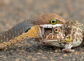 A boomslang eating a bullfrog. Provided by author/ G Cusins