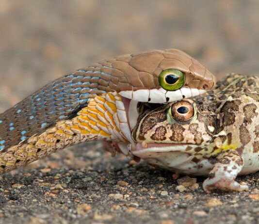 A boomslang eating a bullfrog. Provided by author/ G Cusins