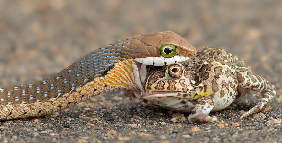 Western Cape Academics Track Snakes' Eating Habits with Help of