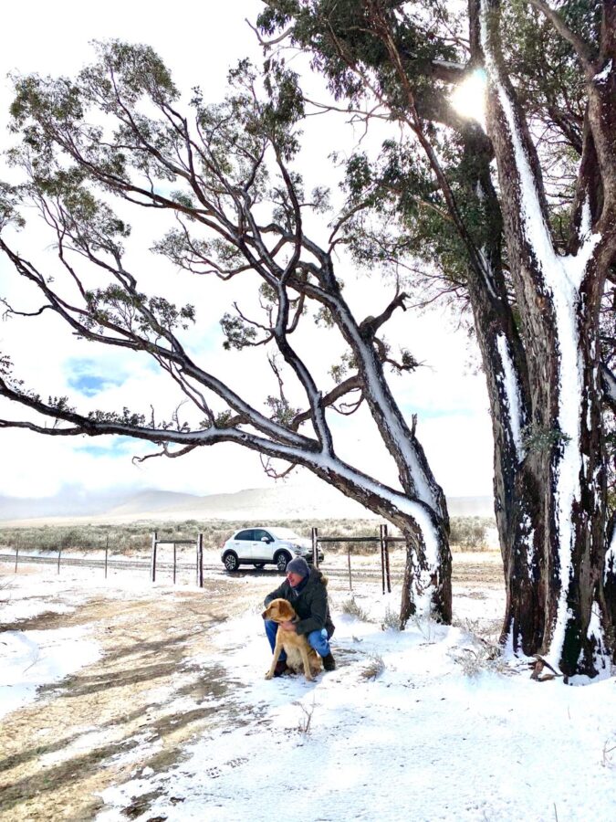 dog in snow south africa