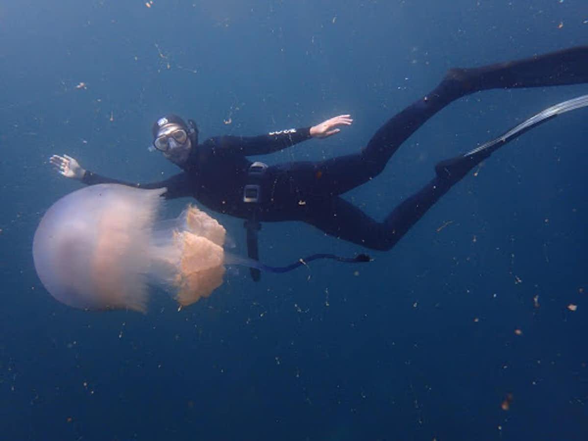 Western Cape Research Team Putting Africa's Jellyfish on the Map