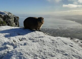 table mountain snow