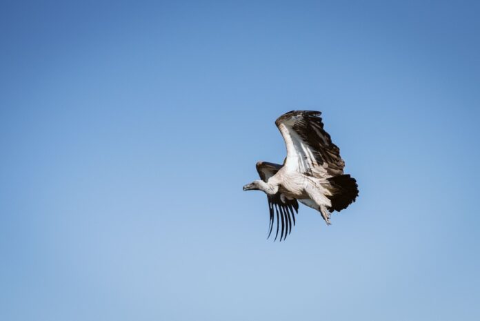 critically endangered vultures monitoring kzn south africa critically endangered vultures monitoring kzn south africa
