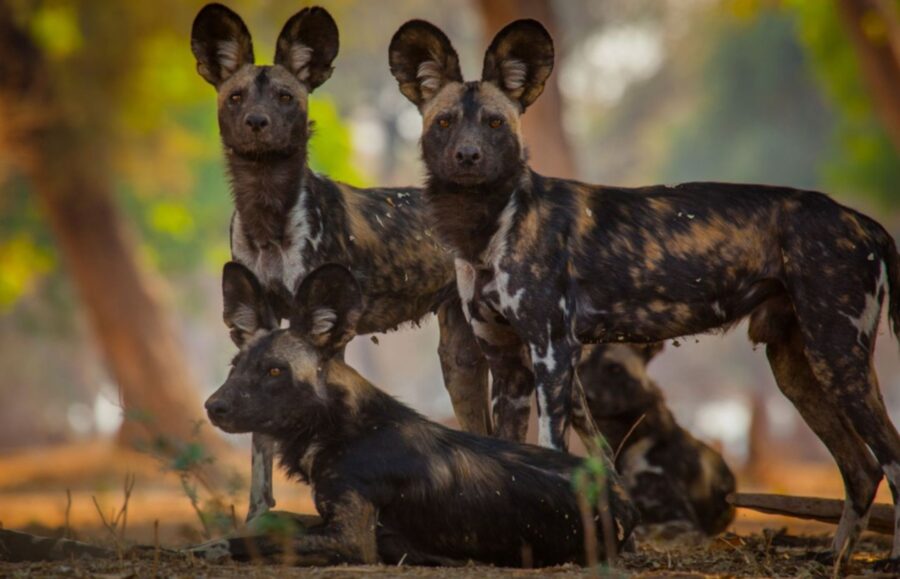 painted dogs african wild dog