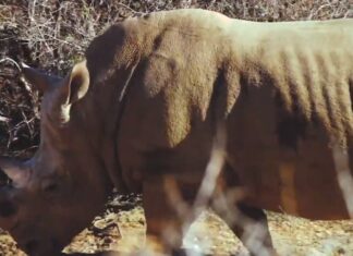 Rhino calf hluhluwe rescue