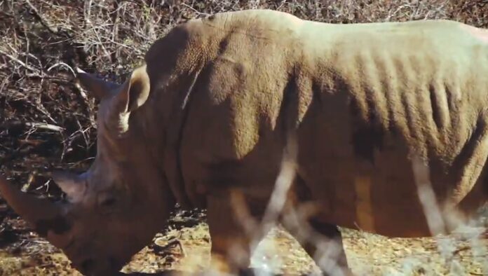 Rhino Calf Rhino calf hluhluwe rescue