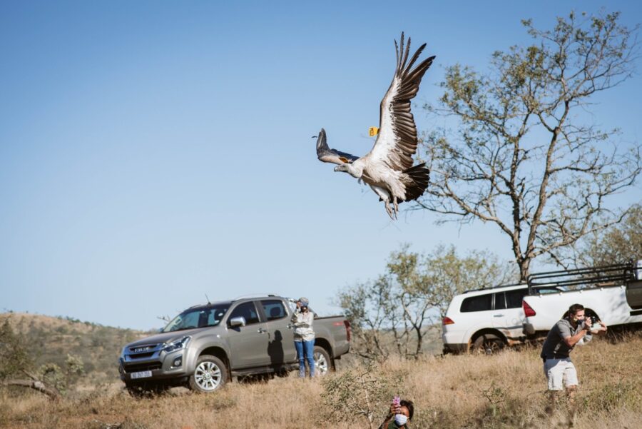 Vultures south Africa