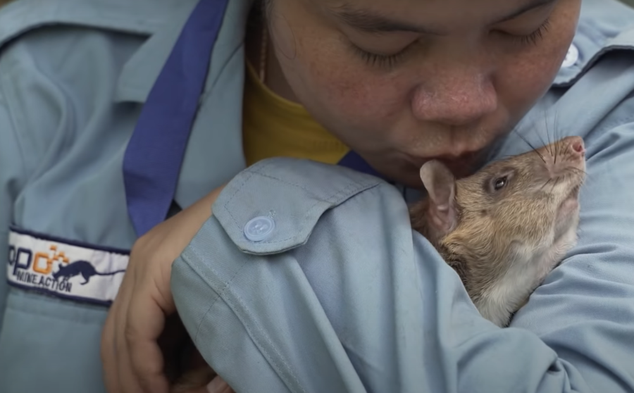 magawa herorat cambodia landmine detection