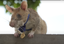 magawa herorat cambodia landmine detection