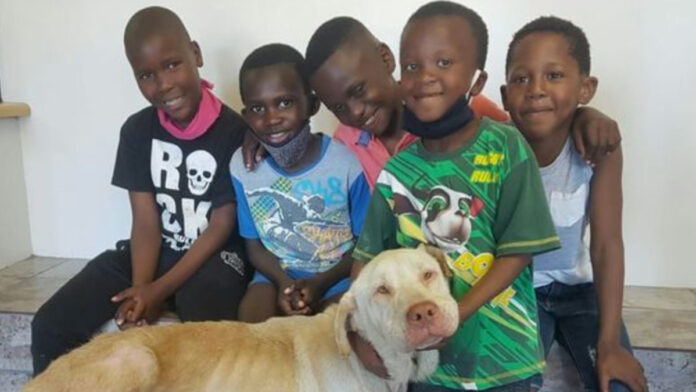 animal-welfare-magnificent-five-south-africa animal-welfare-magnificent-five-south-africa