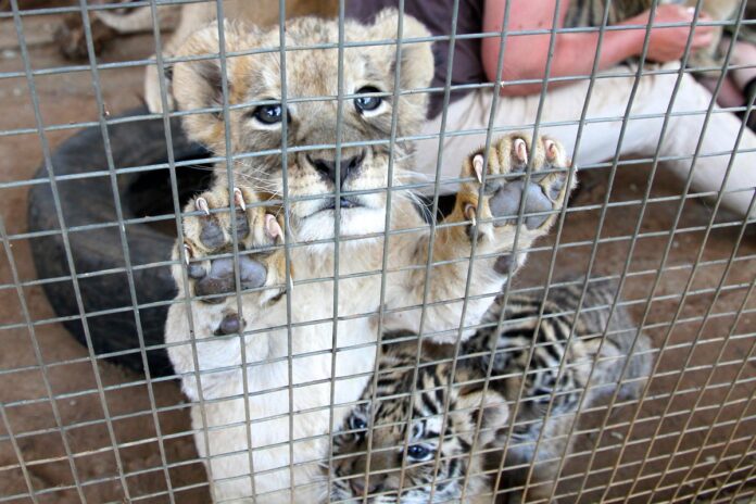blood lions win Blood Lions win. High Court dismissed the appeal filed by Zanchieta Wild Cat Farm