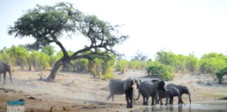 botswana elephants