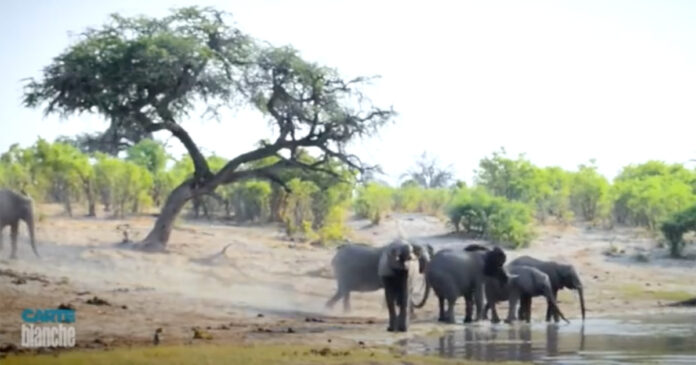 botswana-elephants botswana elephants
