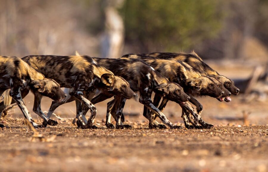 Global Artists Come Together for African Painted Dog Conservation