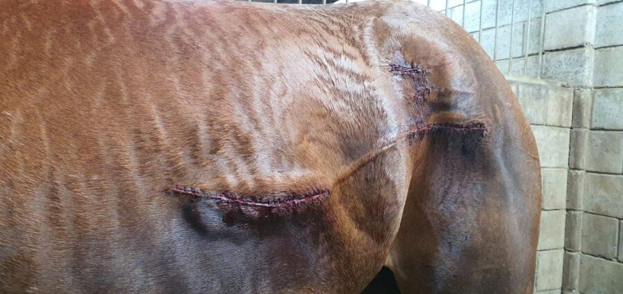 horse attacked fairview