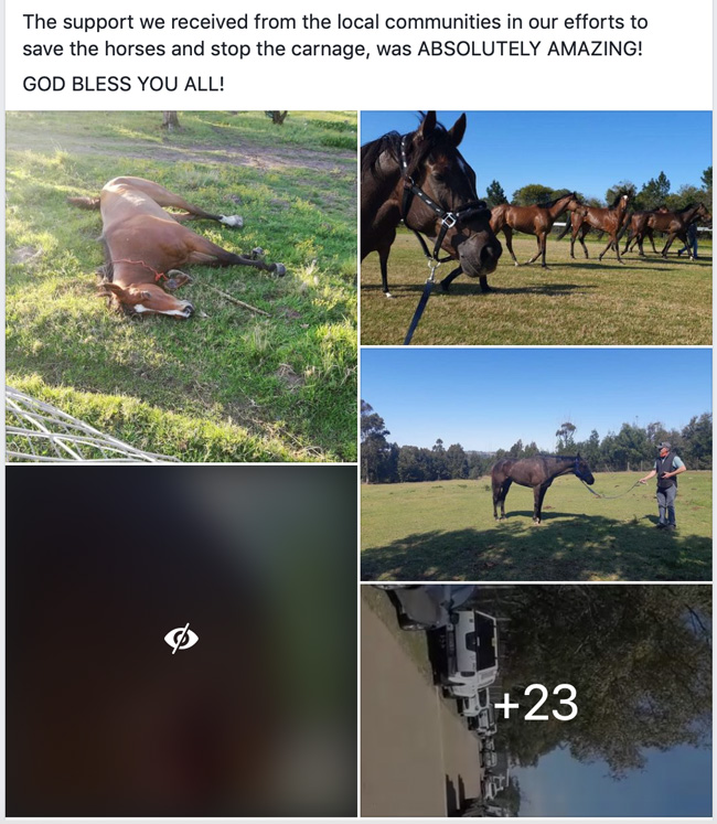 Fairview horses attacked