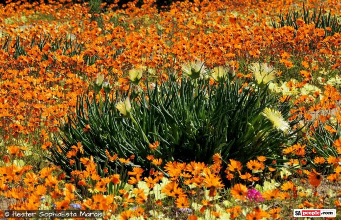 namaqualand 6 namaqualand flowers 2020