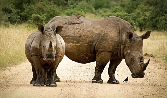 rhinoceros horns-2814765_1280 rhinoceros horns south africa