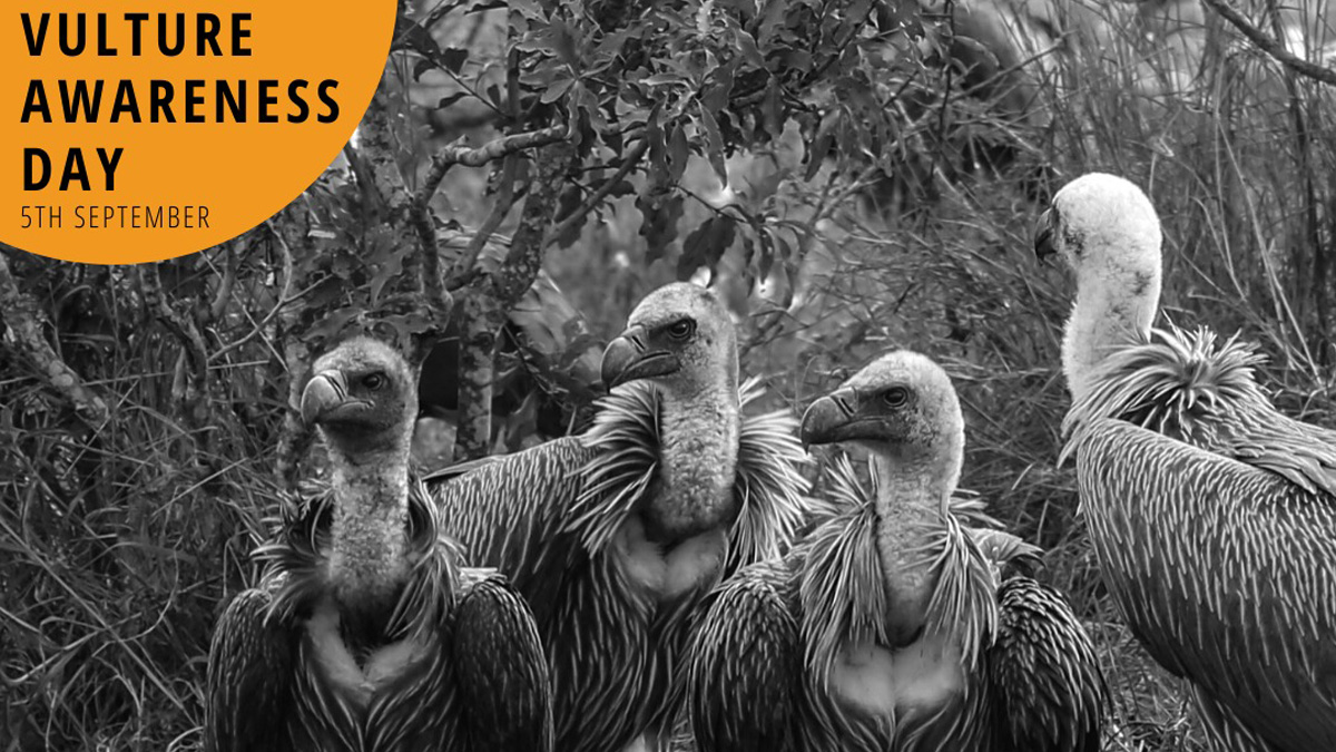 vulture awareness day