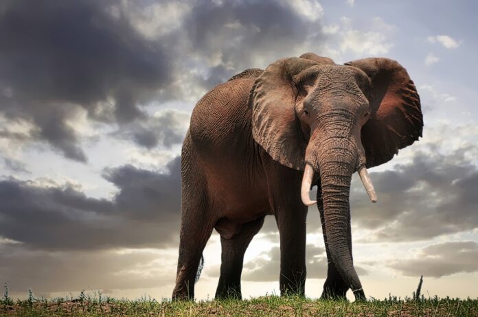 zimbabwe park elephants pix mining banned zimbabwe park elephants pix