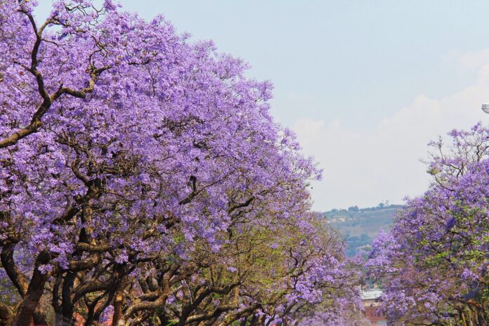 Pretoria City of Tshwane
