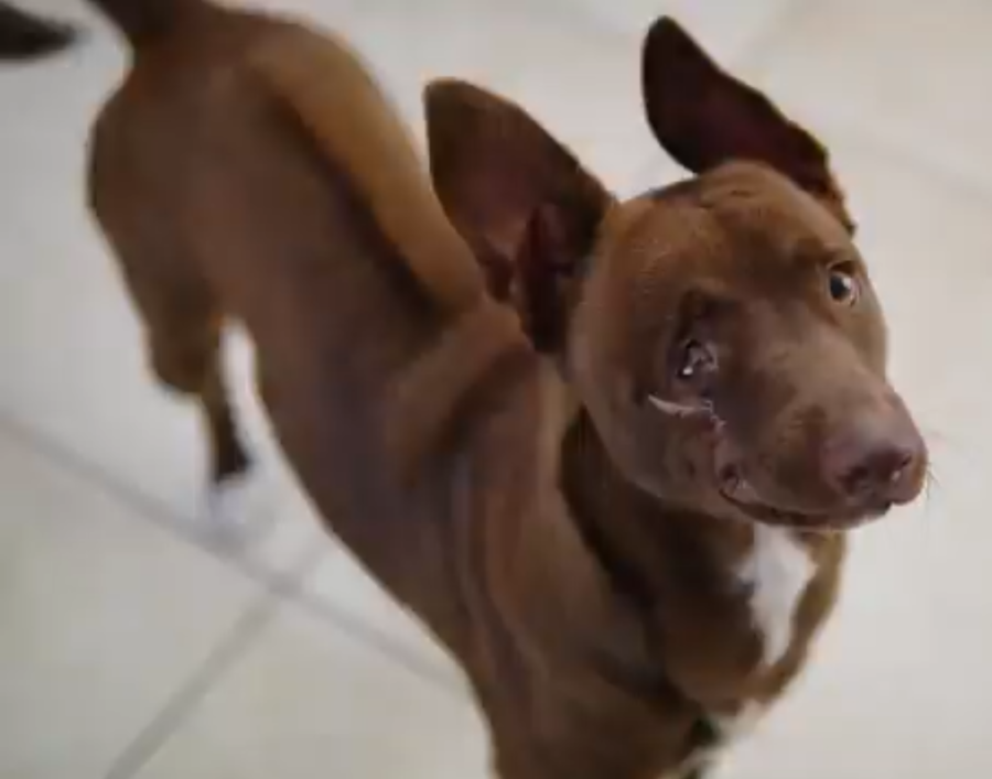 eyevy mdzananda animal clinic khayelitsha south africa cape town