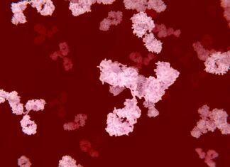 In autoimmune diseases, circulating antibodies destroy an individual’s own tissues. JUAN GAERTNER/SCIENCE PHOTO LIBRARY/Getty Images Matthew Woodruff, Emory University