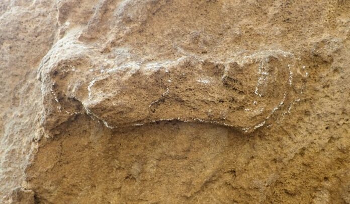 A hominin track in Garden Route National Park, lightly outlined in chalk. The track is 24 centimetres long. Charles Helm