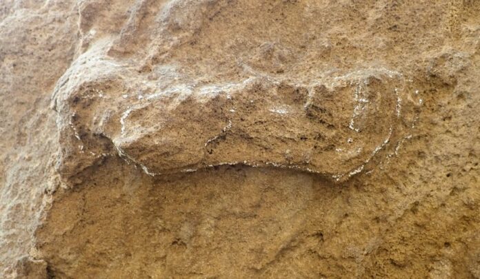 hominin track garden route park south africa A hominin track in Garden Route National Park, lightly outlined in chalk. The track is 24 centimetres long. Charles Helm