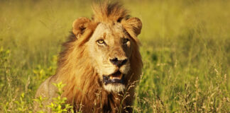 Karoo National Park SANParks