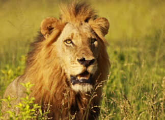 Karoo National Park SANParks
