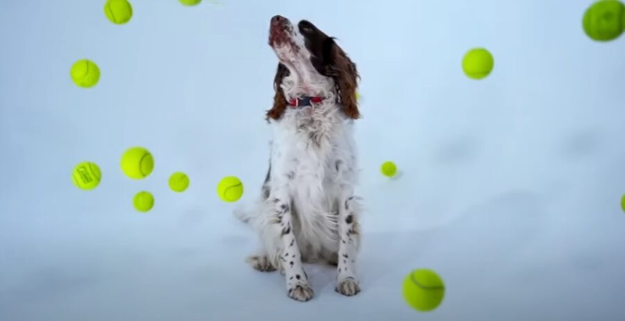 made by ollie in cape town