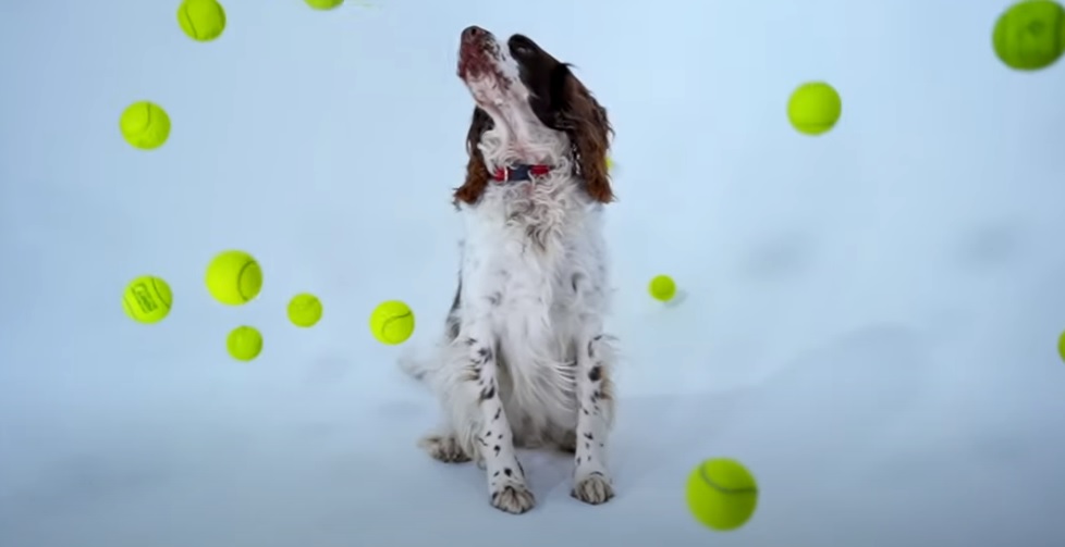 made by ollie in cape town