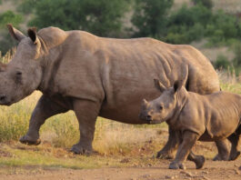South Africa rhino poaching