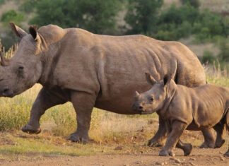 South Africa rhino poaching