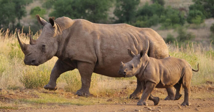 rhino-calf-pix South Africa rhino poaching