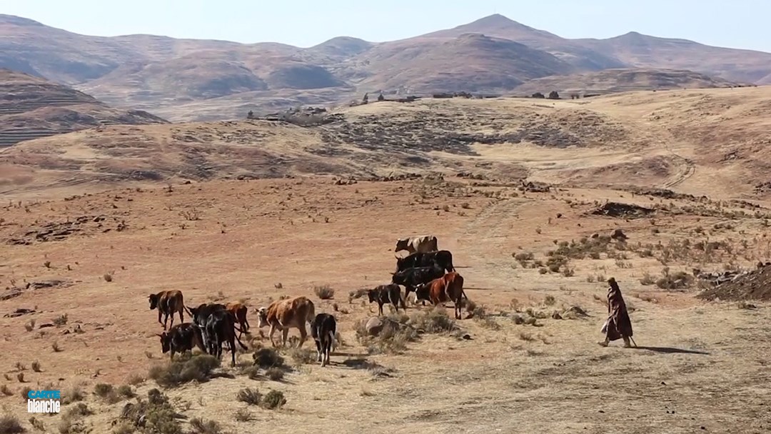 IPID to Investigate Allegations that Police Involved in Senekal Stock Theft  Syndicate - SAPeople - Your Worldwide South African Community