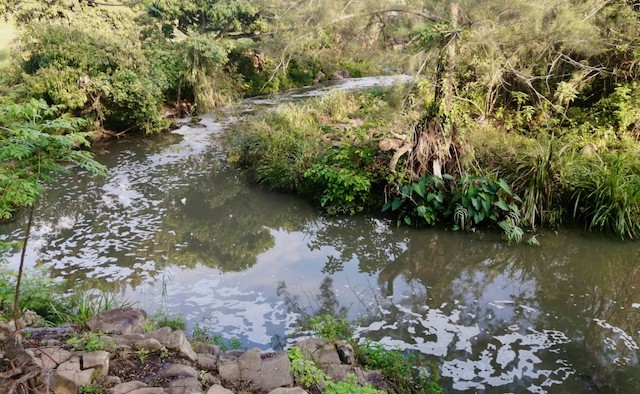umbilo_river_1_durban polluted Greenpeace Africa and local organisations are calling for the restoration of the Umbilo River in Durban. Photo: Sandra Streak