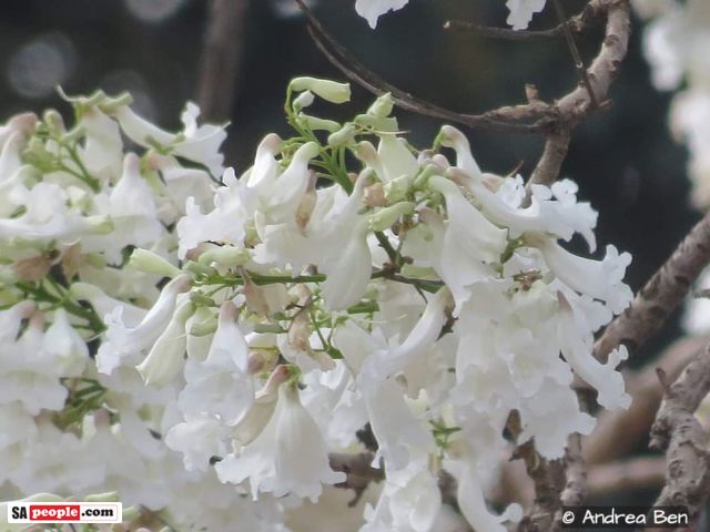 white jacaranda trees pretoria