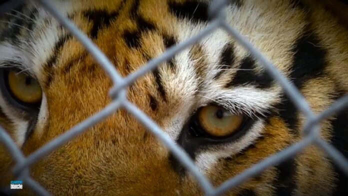 wildlife nelspruit zoo carte blanche