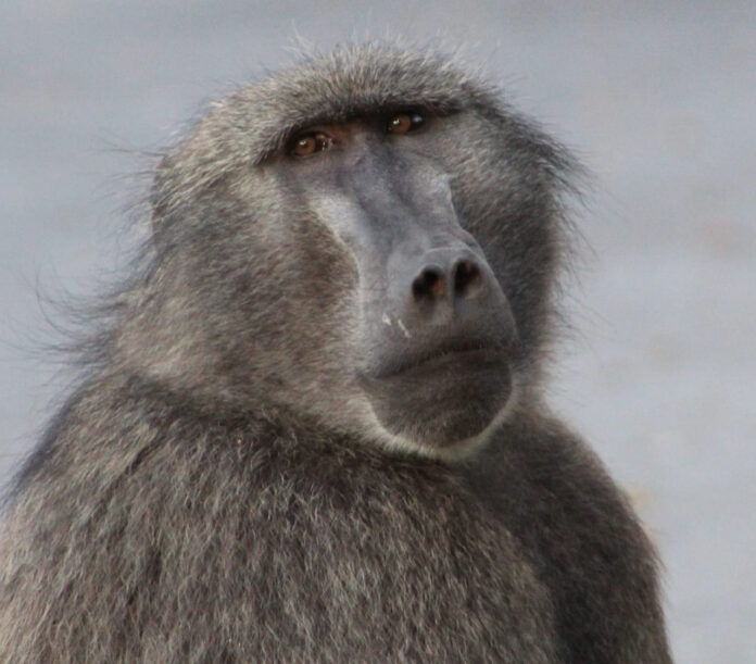 kataza baboon south africa cape town