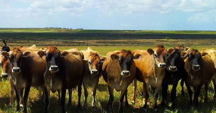 Brucella-Bacteria-cattle-kzn-outbreak Brucella-Bacteria-cattle-kzn-outbreak