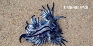 blue sea dragons, fish hoek beach, south africa