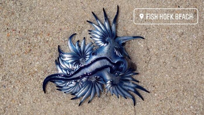 Glaucus atlanticus blue dragon fish hoek blue sea dragons, fish hoek beach, south africa