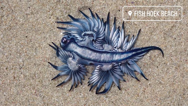 blue sea dragons known scientifically as Glaucus Atlanticus beach