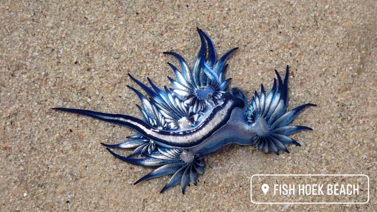 blue sea dragons known scientifically as Glaucus Atlanticus