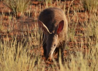 Disappearance of aardvarks from dry ecosystems could have devastating consequences for the many other animals that rely on their burrows. Kelsey Green